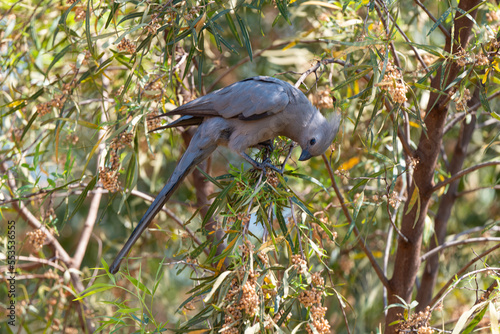 Touraco concolore,.Corythaixoides concolor, Grey Go away bird photo