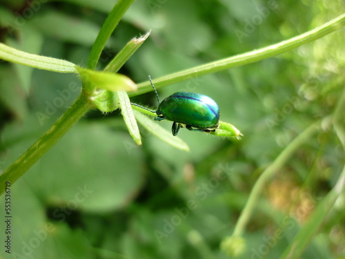 Beetle 