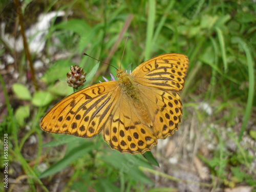 alps butterfly