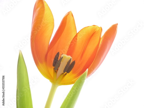 tulip flower