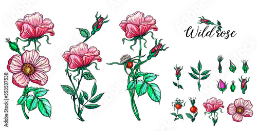 A set of vector flower compositions. Rose. Pink flowers 