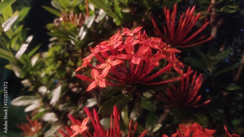 red and yellow flower