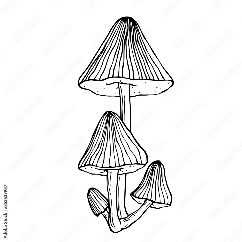 Sketch of forest poisonous toadstool, ornamental wild plant.Vector ...