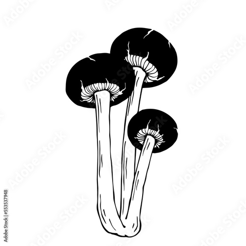 Sketch of forest poisonous toadstool, ornamental wild plant.Vector graphics.
