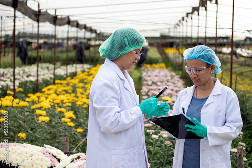 Two Scientist women with head cap and gloves holding lab sheet of flower and researching experiment in Chrysanthemums flower garden