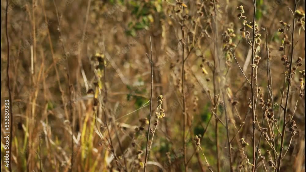 grass in the morning,grass, nature, field, green, plant, spring, meadow, summer, flower, wheat, agriculture, wild, season, flora, leaf, farm, growth, fresh, forest, grain, yellow grass in the morning,grass, nature, field, green, plant, spring, meadow, summer, flower, wheat, agriculture, wild, season, flora, leaf, farm, growth, fresh, forest, grain, yellow