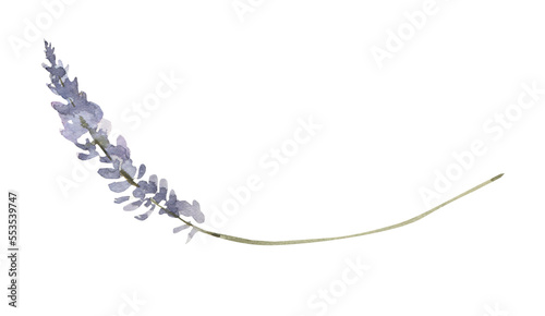 Watercolor lavender flower. Floral provence clipart.