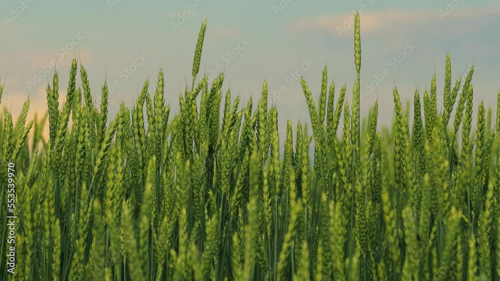 Ears of young wheat sing under the summer sun. Concept of cereal food crisis. Growth in grain prices on world markets Ears of young wheat sing under the summer sun. Concept of cereal food crisis. Growth in grain prices on world markets