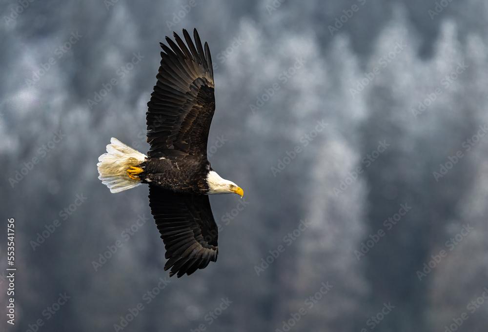 Bald Eagle (Haliaeetus leucocephalus) on the Hunt Bald Eagle (Haliaeetus leucocephalus) on the Hunt