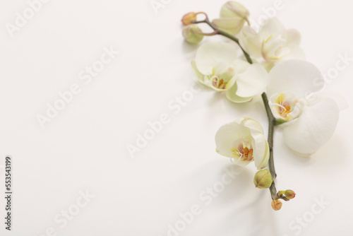 white orchid flowers on white background