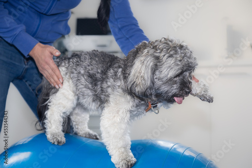 Hunde Physiotherapie Muskelaufbau auf einem Gymnastikball nach Operation