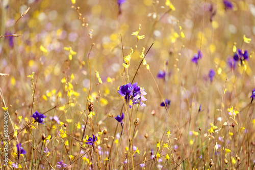 Multicolor flower meadow with purple and yellow, beautiful grass wild flower field, Utricularia delphinioides (Lentibulariaceae) and bladderwort (Utricularia bifida), Ubon Ratchathani, Thailand. photo