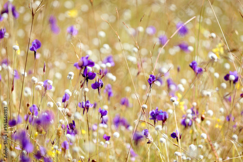 Multicolor flower meadow with purple and yellow, beautiful grass wild flower field, Utricularia delphinioides (Lentibulariaceae) and bladderwort (Utricularia bifida), Ubon Ratchathani, Thailand. photo