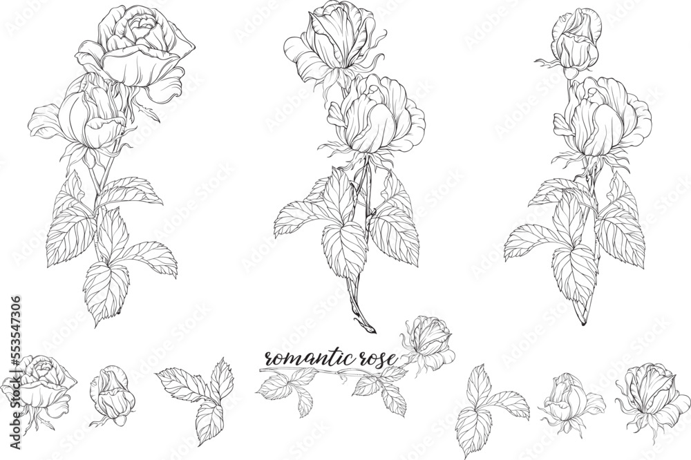 Fototapeta premium Vector set of flower compositions with rose flowers. 