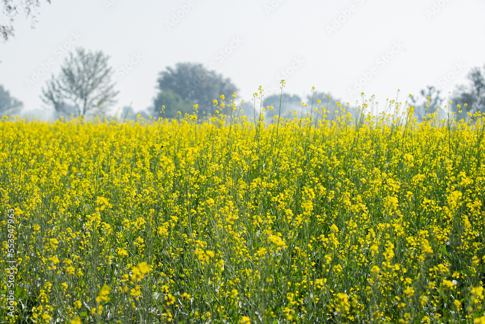 A field of mustard flowers