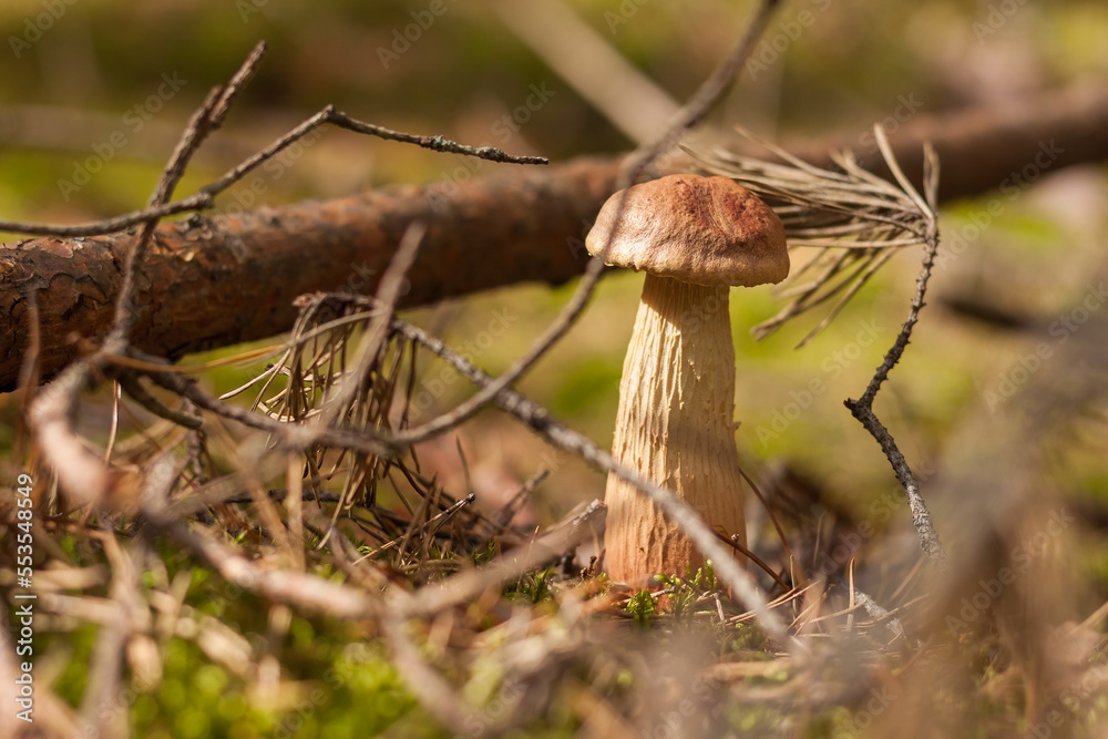 Fototapeta premium Aureoboletus projectellus mushroom grows in a coniferous forest. Small depth of field