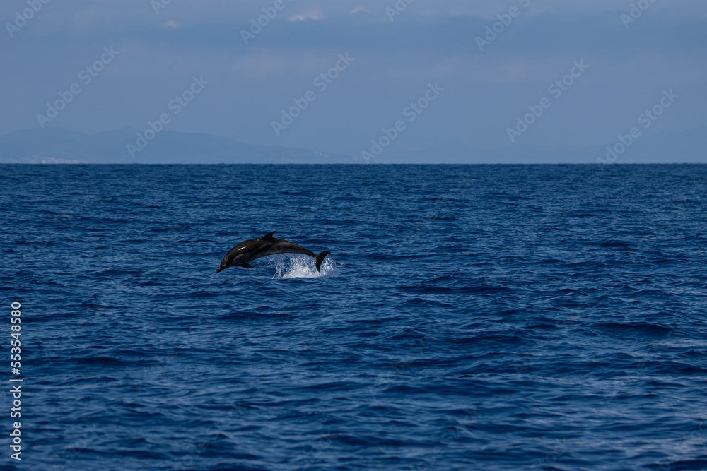 Fototapeta premium Sesión fotográfica animales marinos
