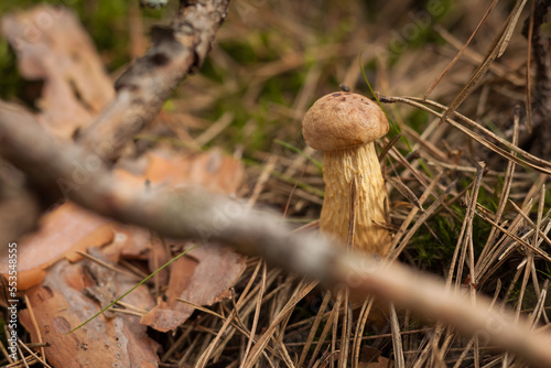 Aureoboletus projectellus mushroom grows in a coniferous forest. Small depth of field photo