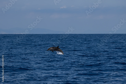 Sesión fotográfica animales marinos © marc