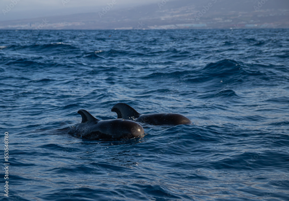 Obraz premium Sesión fotográfica animales marinos