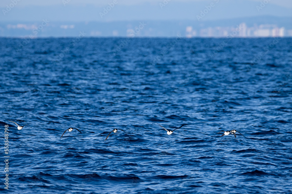 Sesión fotográfica animales marinos Sesión fotográfica animales marinos