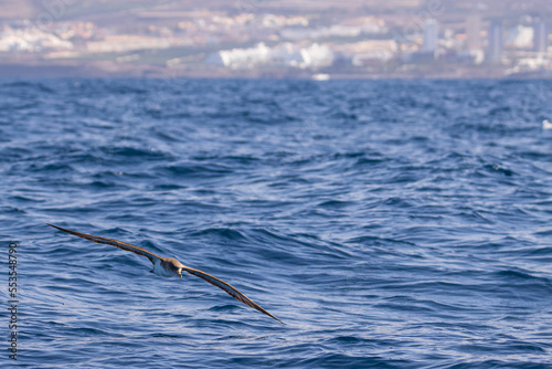 Sesión fotográfica animales marinos