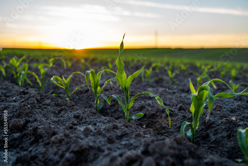 Close up green young corn seedlings growing in soil in a field. Close up on sprouting corn agriculture on a field in sunset. Sprouts of corn.