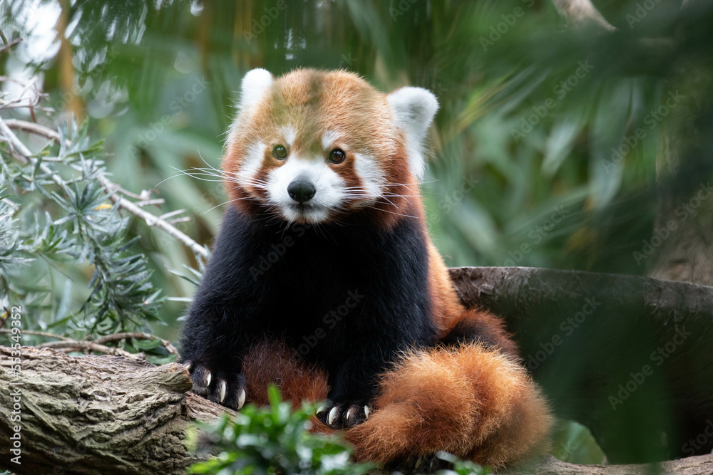 Close up cute Red Panda on the Tree Close up cute Red Panda on the Tree