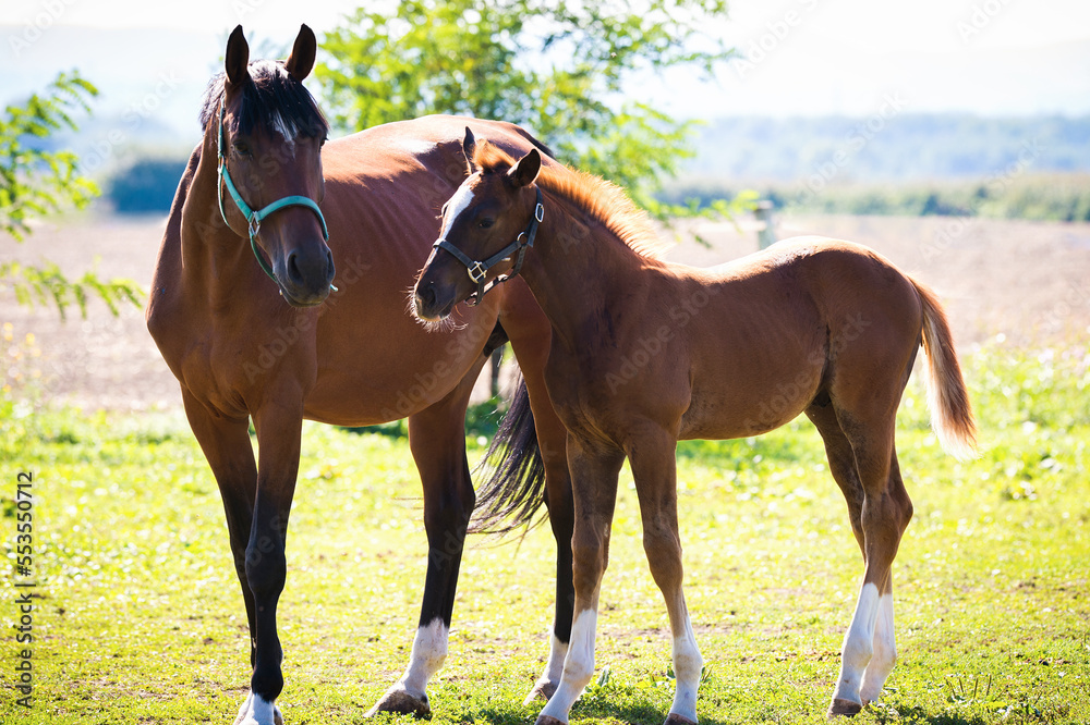 Fototapeta premium Mare and foal