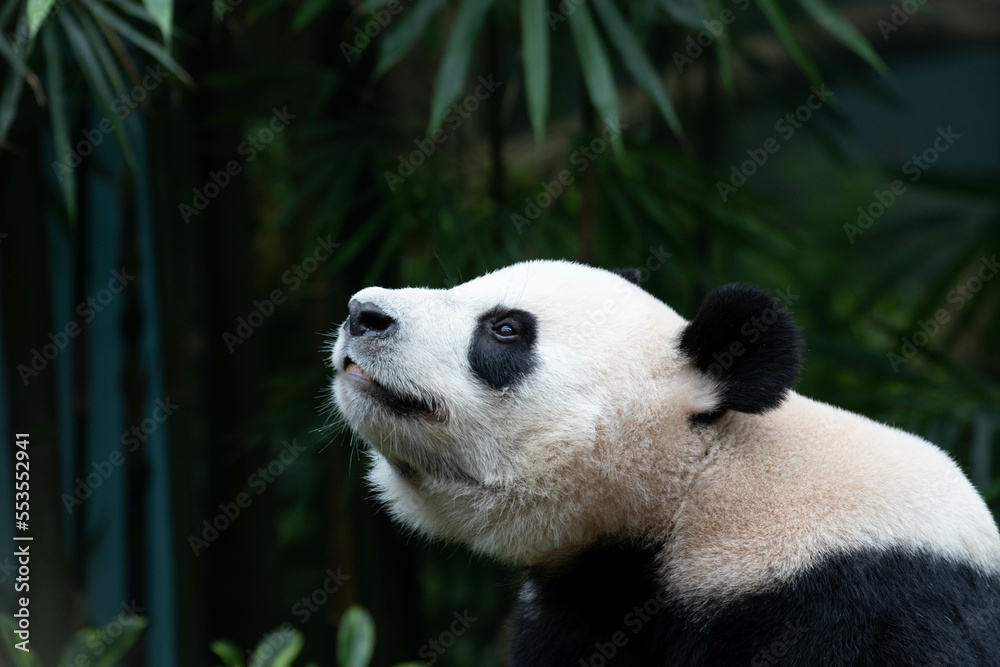 Fototapeta premium Close up Cute Panda in Singapore Zoo