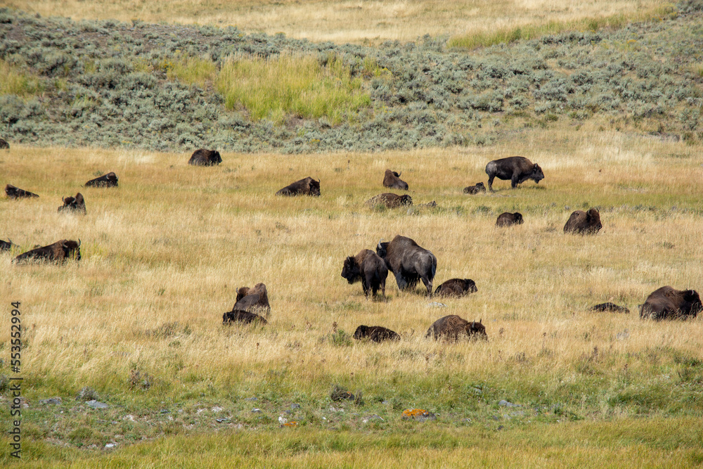 herd of bison