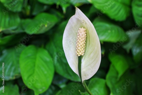 Close-up view frow flower of Peace Lily photo