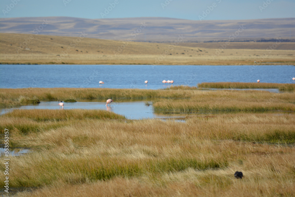 flamingos on water