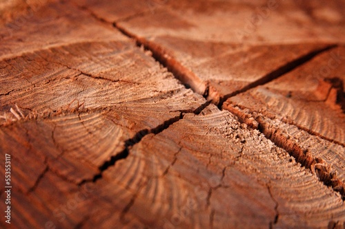 Background textured of cracked eucalyptus wood