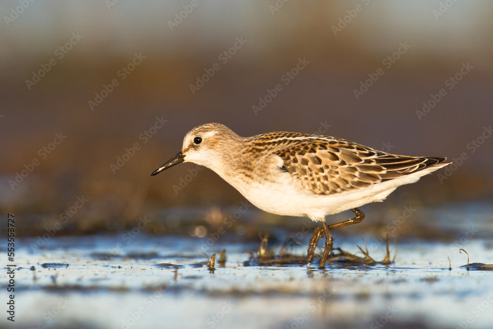 Bird Calidris minuta Little Stint small migratory bird, Poland Europe Bird Calidris minuta Little Stint small migratory bird, Poland Europe