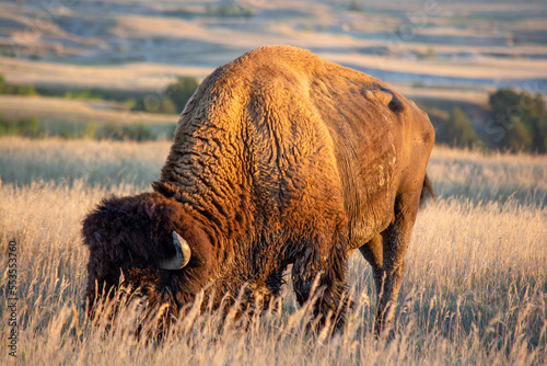 bison in badlands national park