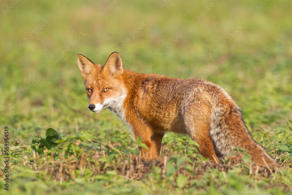 Fox Vulpes vulpes in autumn scenery, Poland Europe, animal walking among autumn meadow	