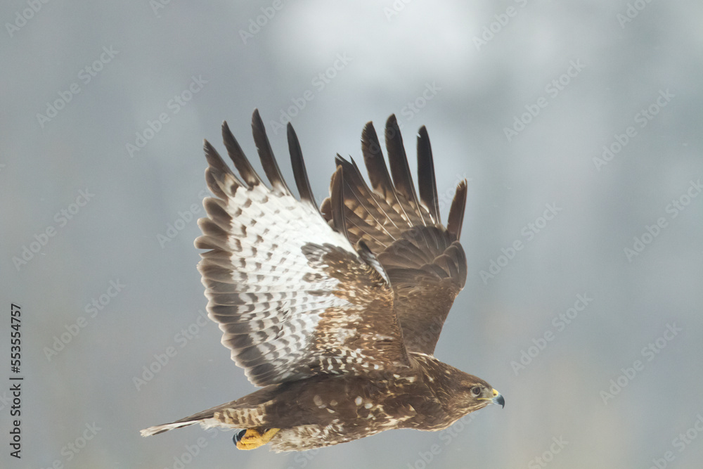 Obraz premium landing Common buzzard Buteo buteo in the fields in winter snow, buzzards in natural habitat, hawk bird on the ground, predatory bird close up winter bird