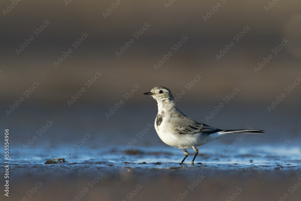 Fototapeta premium Bird white wagtail Motacilla alba small bird with long tail on light brown background, Poland Europe
