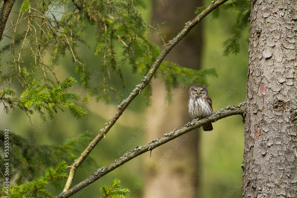 Pygmy owl Glaucidium passerinum little owl natural dark forest north parts of Poland Europe