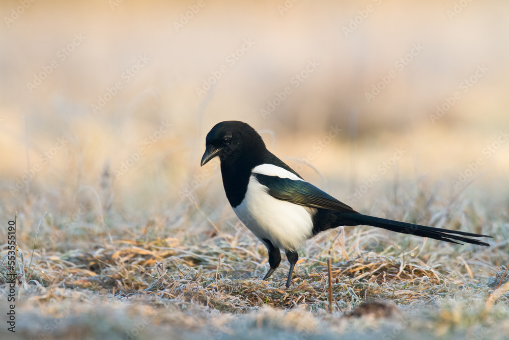 The Eurasian Magpie or Common Magpie or Pica pica on the branch with colorful background, winter time The Eurasian Magpie or Common Magpie or Pica pica on the branch with colorful background, winter time