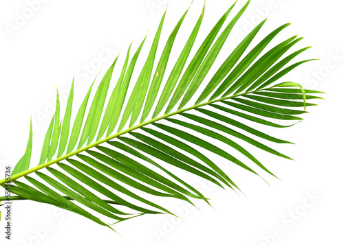 Fototapeta Naklejka Na Ścianę i Meble -  Palm Leaf