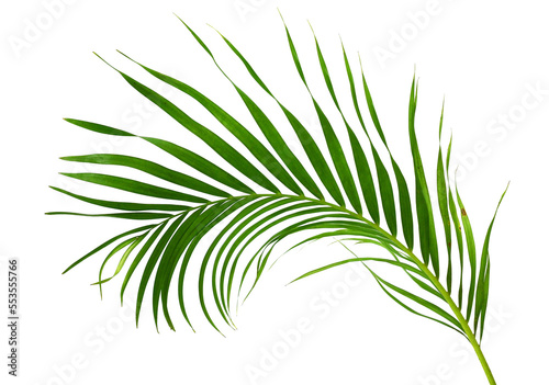 Green coconut leaf isolated © Phong