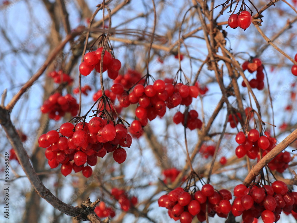 Red bush of viburnum berries on bushes in winter garden