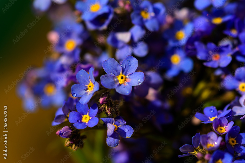 Beautiful forget-me-not flowers with nice bokeh Beautiful forget-me-not flowers with nice bokeh