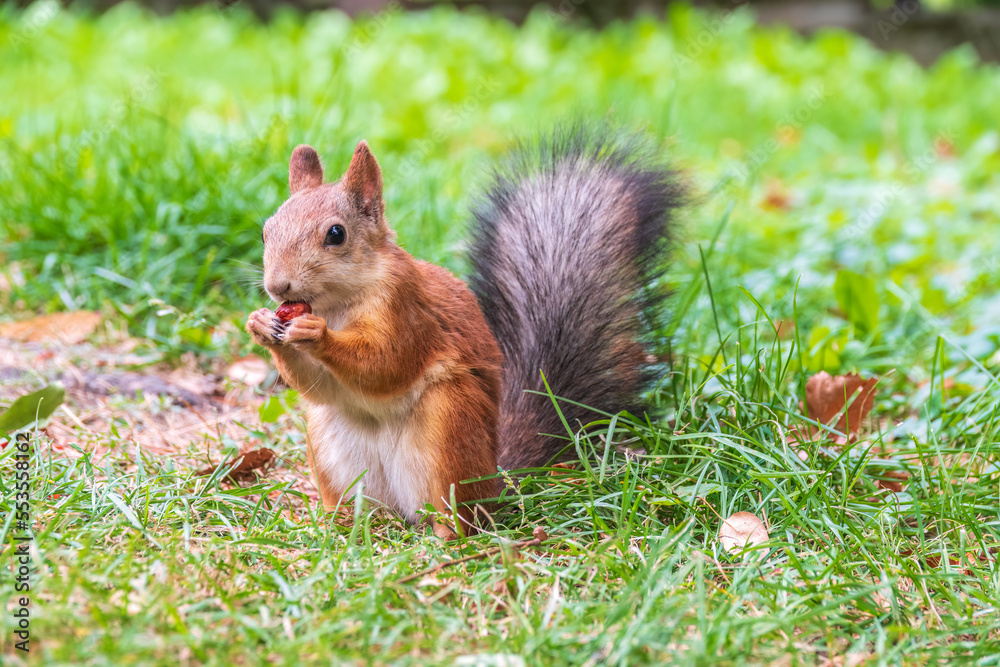Autumn squirrel with nut sits on green grass with fallen yellow leaves