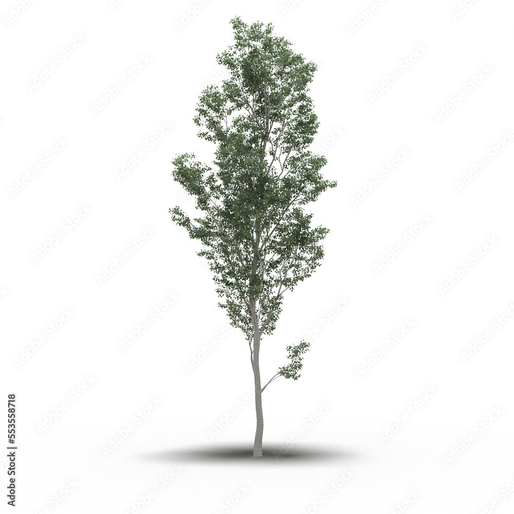 Obraz premium large tree with a shadow under it, isolated on white background, 3D illustration, cg render