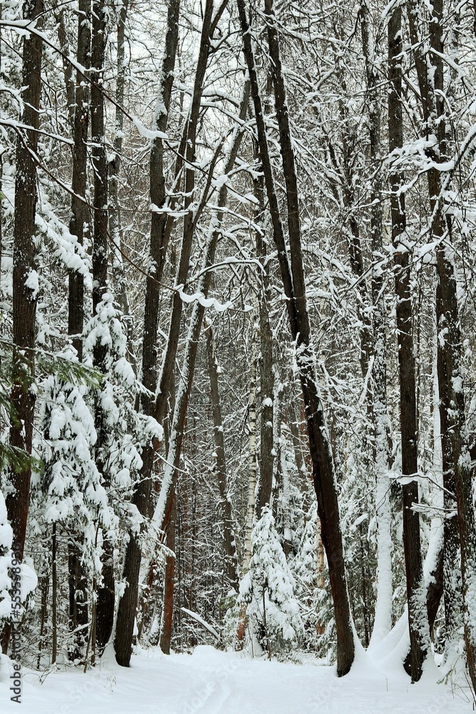 Fototapeta premium Winter forest, coniferous trees completely covered with snow