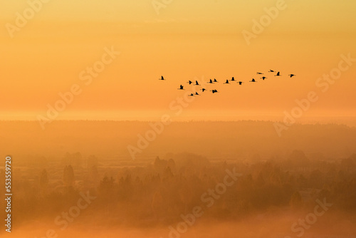 Cranes in flight at dawn. Flight of birds to the south against the background of the sun.