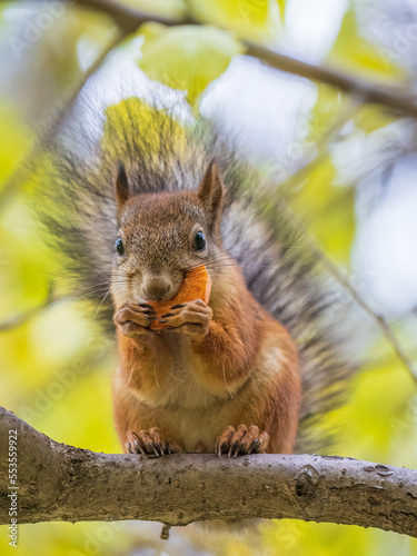The squirrel sits on tree with carrot in the autumn. Eurasian red squirrel  Sciurus vulgaris.